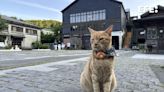 Houtong, el pueblo taiwanés que cambió las minas de carbón por el amor a los gatos