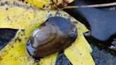 Rare freshwater mussel may soon go extinct in these 10 states. Feds propose protection.
