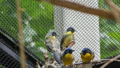 ‘Critically endangered’ chicks hatch at Audubon Zoo