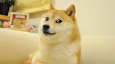 Morre Kabosu, cadela do meme que inspirou a criptomoeda Dogecoin