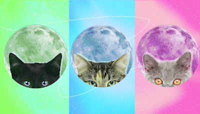 Zodiac Signs as Cat Breeds—Which Furry Feline Are You?