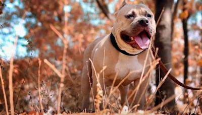 Un pitbull ataca brutalmente a una niña de 7 años