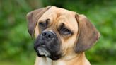 Puggle: Dog Breed Characteristics & Care