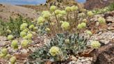 US advances review of Nevada lithium mine amid concerns over endangered wildflower