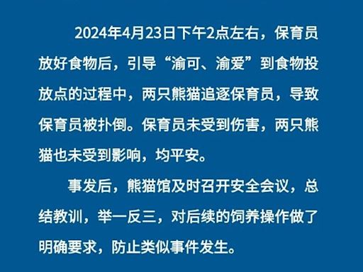 大熊貓｜龍鳯胎「渝可」「渝愛」撲倒保育員 重慶動物園報平安(有片)