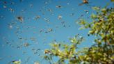 Cuál es el árbol que ahuyenta a los mosquitos y puede actuar como un repelente natural en el jardín