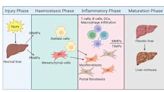 Study calls for new measures to fight liver fibrosis - News Today | First with the news