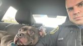 Michigan trooper rescues stray dog running along freeway