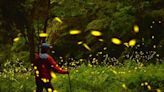 Now’s the season to see fireflies in North Texas parks, just a short drive from Fort Worth
