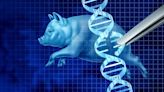 eGenesis scoops $191m for genetically modified pig kidney transplant trial