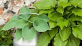 How to grow hostas in pots – container tips for these shade-loving foliage plants