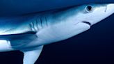 Tiburones intoxicados con cocaína representan un riesgo mínimo para los humanos