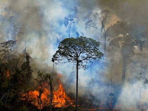 La Nación / Países de la Amazonía recibirán apoyo de EE. UU. en la lucha contra los delitos ambientales