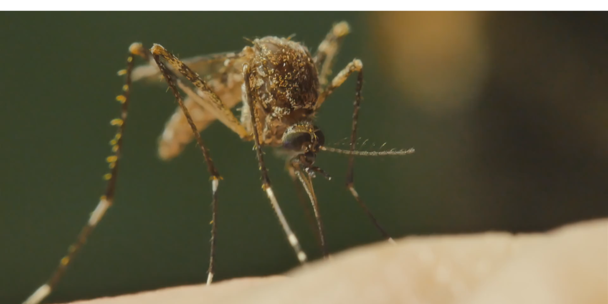 West Nile Virus detected in Dawson County