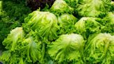 E. coli outbreak linked to tainted salad claims a life