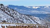 White River National Forest officials issue reminder about trail closures for elk calving