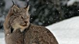 Canada lynx no longer considered endangered, changes made to N.B. Species at Risk Act