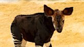 Disney: Rare opaki born at Animal Kingdom Lodge