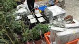 台中警破製毒工廠 163棵大麻株臭暈員警