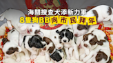 海關搜查犬又添新力軍 8隻狗BB向市民拜年