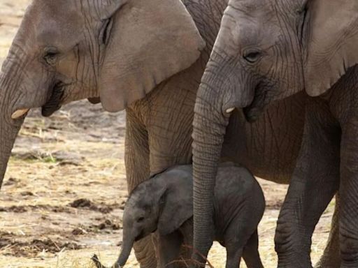 Muere un turista español aplastado por un elefante en un parque natural de Sudáfrica