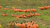 With Halloween around the corner, here are 10 Rhode Island pumpkin patches to visit