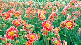 What to do now for a dazzling dahlia display this summer