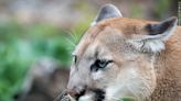 Mountain lion shot and killed in subdivision north of Scottsbluff