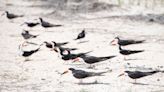 This one's for the birds: Florida Audubon asks July 4 beachgoers to leave the fireworks at home