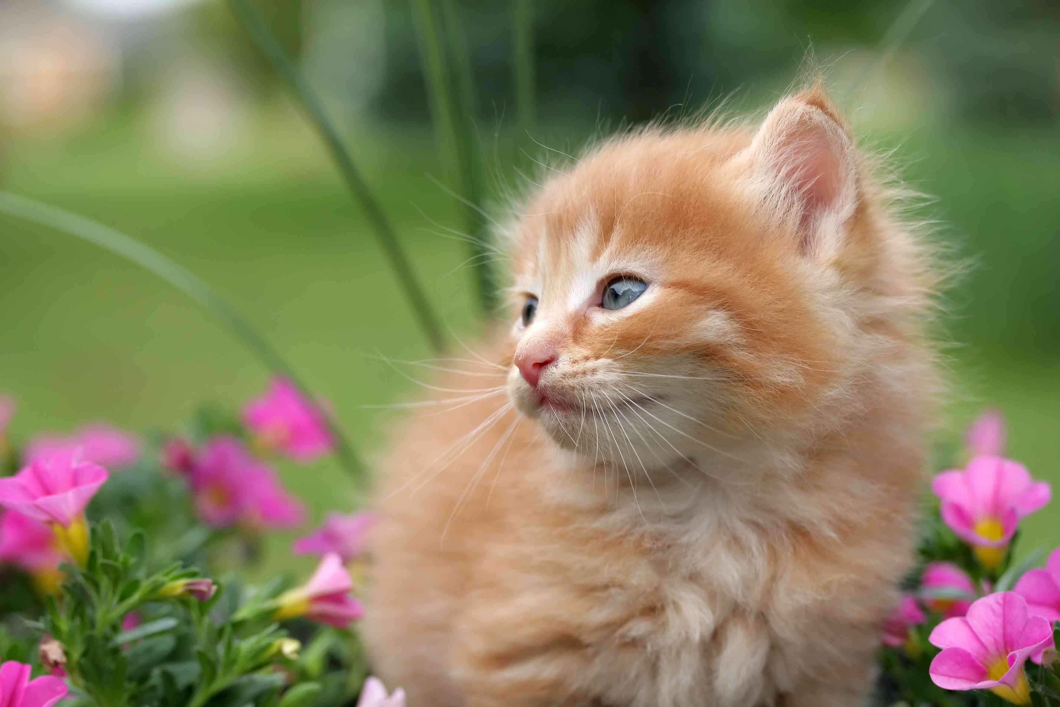 How to Keep Cats Out of Your Garden Without Hurting Them