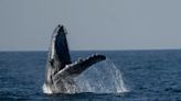 Whale-watching excursions off Rio de Janeiro’s coast begin captivating tourists