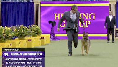 It's Reserve Best in Show at Westminster for Mercedes and his Edgerton handler