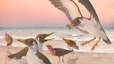 Fossil ‘overturns more than a century of knowledge’ about evolution of birds