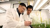 Modern Plant Enzyme Partners with Surprisingly Ancient Protein