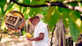 El crucial descubrimiento que salvaría el futuro mundial del chocolate; fue cerca a Colombia