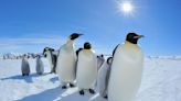 Emperor penguins get Endangered Species Act protection – with 98% of colonies at risk of extinction by 2100, can it save them?