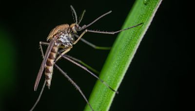Invasión en el AMBA: un mosquito con presencia desde Bolivia hasta Tierra del Fuego que resiste al frío
