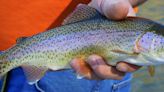 Local waters to be stocked with 3,200 rainbow trout this month - East Idaho News