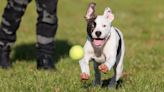 London is dog theft capital of UK with 400 pooches stolen in a year