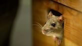Rat vs. Mouse: How to Tell Which Rodent Pest You’re Dealing With