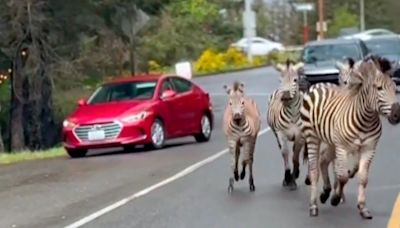 Zebra crossing: Runaway animals cause chaos on highway