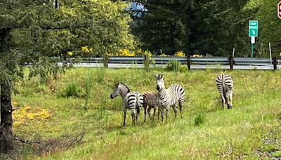 Loose zebra becomes local legend near North Bend as search enters day 3