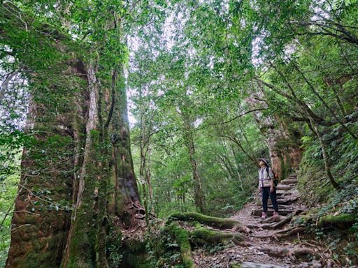 桃園自駕北橫深入探索蓊鬱神木林 泡美人湯享幽靜美景