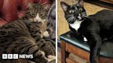 Birmingham pub cats to be permanently rehomed, brewery says