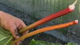 Gardening Tips: Successfully cultivating red rhubarb in Alaska