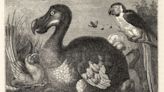 PODCAST. Sixième Science, épisode 148 : Reconstituer un dodo grâce à la science