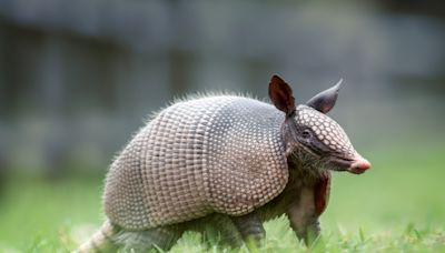 San Antonio Zoo Armadillo’s ‘Basketball’ Skills Have People Impressed