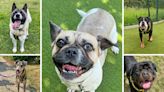 Meet the five pups of the week at Basildon's Dogs Trust in need of forever homes