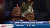 Lewis County Humane Society: Jersey