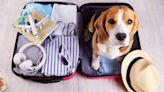 Viajar con mascotas: requisitos para sacar a su compañero del país